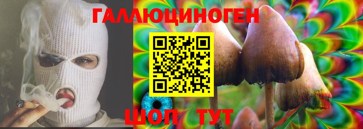 Лесной  Галлюциногенные грибы Psilocybe  Вход с VPN 